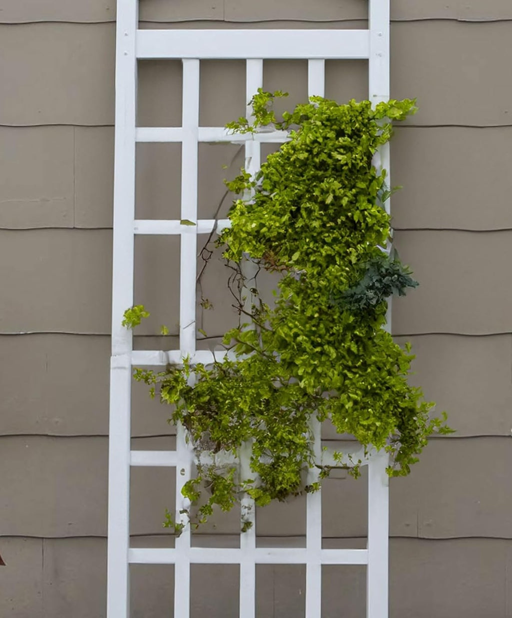 Vinyl Trellis