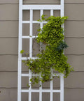 Vinyl Trellis