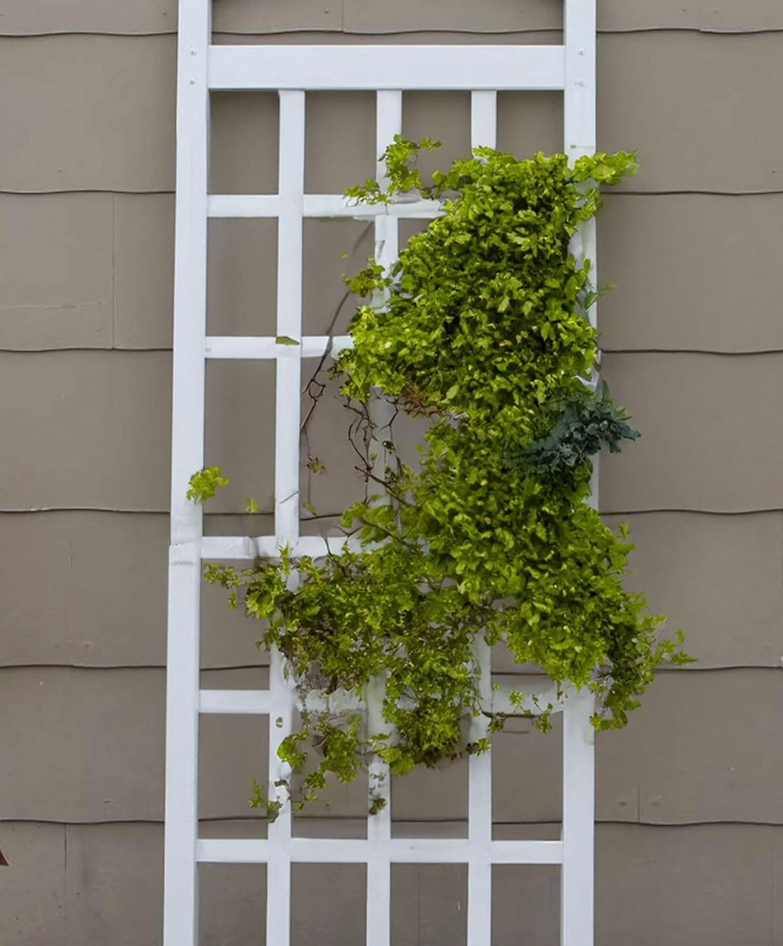 Vinyl Trellis